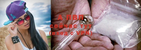 гашик Пестово